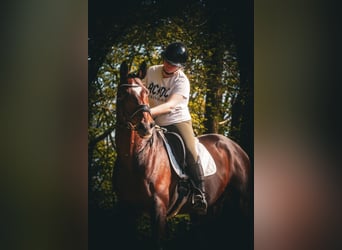 KWPN, Castrone, 11 Anni, 168 cm, Baio