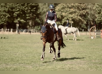 KWPN, Castrone, 11 Anni, 169 cm, Baio