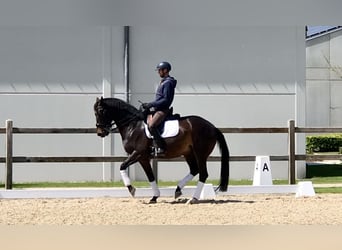 KWPN, Castrone, 11 Anni, 169 cm, Baio nero