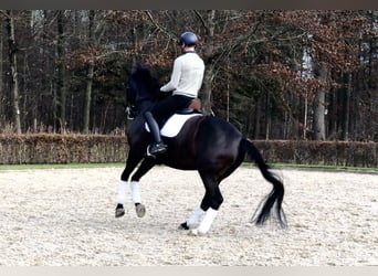 KWPN, Castrone, 11 Anni, 169 cm, Baio scuro