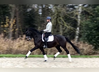 KWPN, Castrone, 11 Anni, 169 cm, Baio scuro