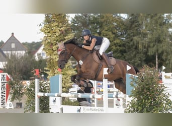 KWPN, Castrone, 11 Anni, 170 cm, Baio scuro