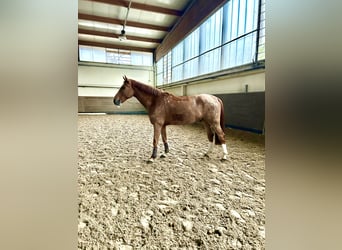 KWPN, Castrone, 11 Anni, 170 cm