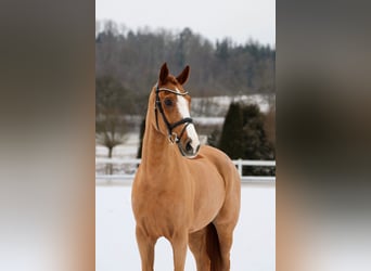 KWPN, Castrone, 11 Anni, 170 cm, Sauro