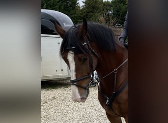 KWPN, Castrone, 11 Anni, 172 cm, Baio