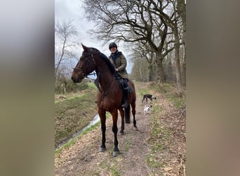 KWPN, Castrone, 11 Anni, 173 cm, Baio