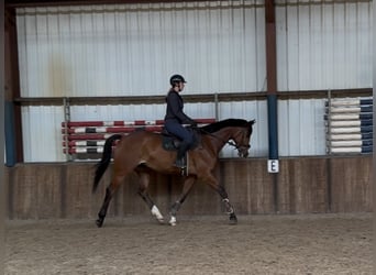 KWPN, Castrone, 11 Anni, 175 cm, Baio