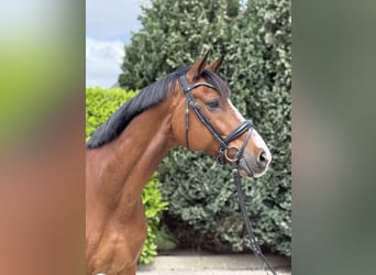 KWPN, Castrone, 11 Anni, 175 cm, Baio