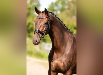 KWPN, Castrone, 11 Anni, 175 cm, Baio scuro