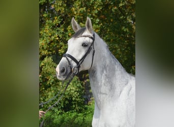 KWPN, Castrone, 11 Anni, 175 cm, Grigio pezzato