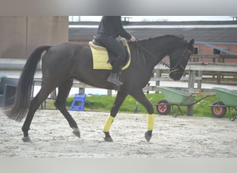 KWPN, Castrone, 11 Anni, 175 cm, Morello