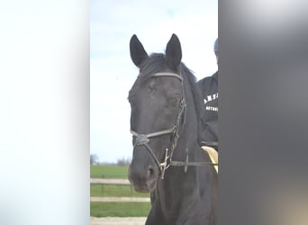 KWPN, Castrone, 11 Anni, 175 cm, Morello