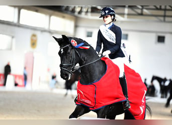 KWPN, Castrone, 11 Anni, 176 cm, Morello