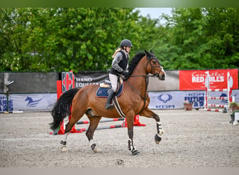 KWPN, Castrone, 11 Anni, 178 cm, Baio ciliegia