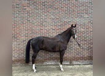 KWPN, Castrone, 11 Anni, 180 cm