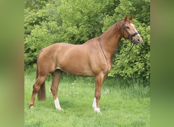 KWPN, Castrone, 11 Anni, 180 cm, Sauro