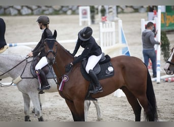 KWPN, Castrone, 11 Anni, 182 cm, Baio