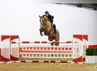 KWPN, Castrone, 12 Anni, 163 cm, Baio