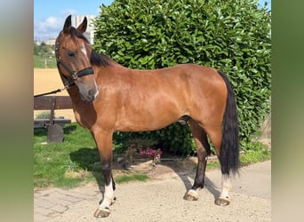 KWPN, Castrone, 12 Anni, 165 cm, Baio