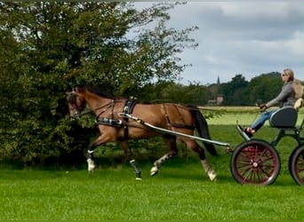 KWPN, Castrone, 12 Anni, 165 cm, Baio