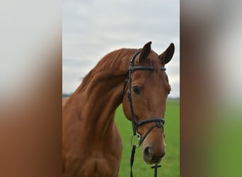 KWPN, Castrone, 12 Anni, 165 cm, Sauro