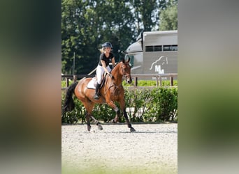 KWPN, Castrone, 12 Anni, 166 cm, Baio