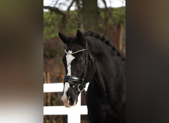 KWPN, Castrone, 12 Anni, 168 cm, Morello