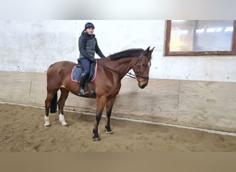 KWPN, Castrone, 12 Anni, 172 cm, Baio