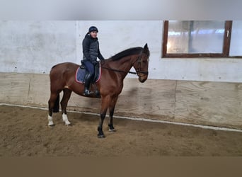 KWPN, Castrone, 12 Anni, 172 cm, Baio