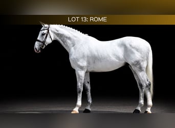 KWPN, Castrone, 12 Anni, 173 cm, Grigio