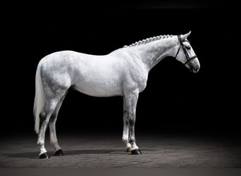 KWPN, Castrone, 12 Anni, 173 cm, Grigio