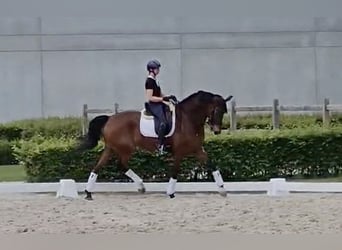 KWPN, Castrone, 12 Anni, 174 cm, Baio