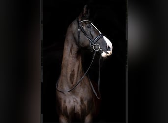 KWPN, Castrone, 12 Anni, 174 cm, Morello