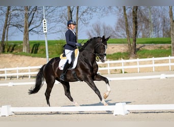 KWPN, Castrone, 12 Anni, 174 cm, Morello