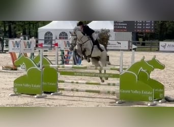 KWPN, Castrone, 12 Anni, 175 cm, Grigio