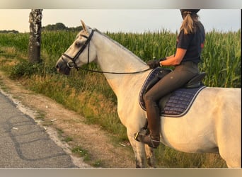 KWPN, Castrone, 12 Anni, 175 cm, Grigio
