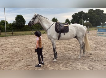 KWPN, Castrone, 12 Anni, 175 cm, Grigio