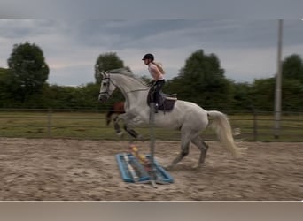 KWPN, Castrone, 12 Anni, 175 cm, Grigio