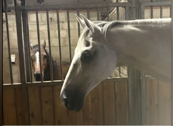 KWPN, Castrone, 12 Anni, 175 cm, Grigio