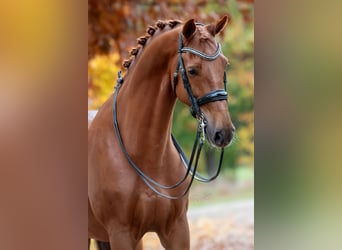 KWPN, Castrone, 12 Anni, 175 cm, Sauro