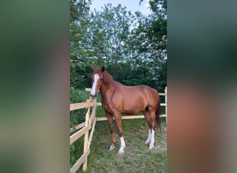 KWPN, Castrone, 12 Anni, 175 cm, Sauro