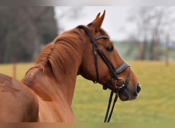 KWPN, Castrone, 12 Anni, 179 cm, Sauro