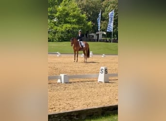 KWPN, Castrone, 12 Anni, 179 cm, Sauro