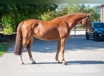 KWPN, Castrone, 13 Anni, 167 cm, Sauro