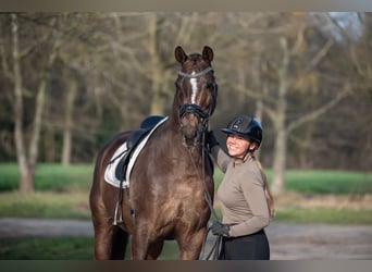 KWPN, Castrone, 13 Anni, 170 cm, Baio