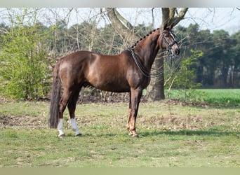 KWPN, Castrone, 13 Anni, 170 cm, Baio