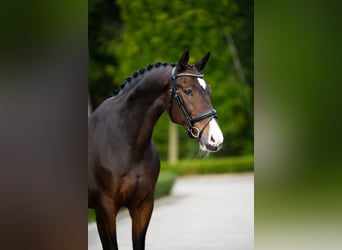 KWPN, Castrone, 13 Anni, 170 cm, Baio ciliegia