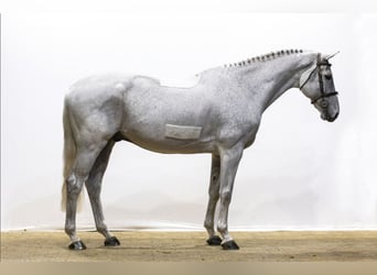 KWPN, Castrone, 13 Anni, 171 cm, Grigio