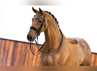 KWPN, Castrone, 13 Anni, 172 cm, Sauro