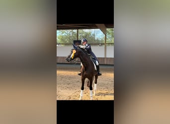 KWPN, Castrone, 13 Anni, 174 cm, Morello